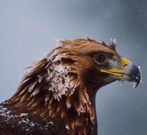 Planeta tierra II Capítulo 2 - Montañas