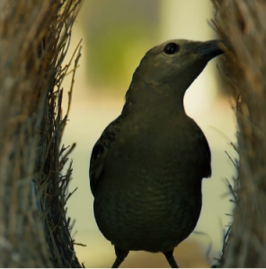 Planeta tierra II Capítulo 6 – Ciudades