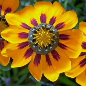 El color. El espectro de la ciencia 1/3: Los colores de la vida