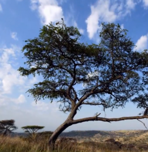 El origen de los continentes - Africa