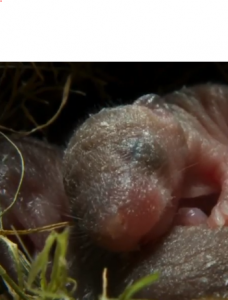 Planeta tierra II Capítulo 5 – Praderas