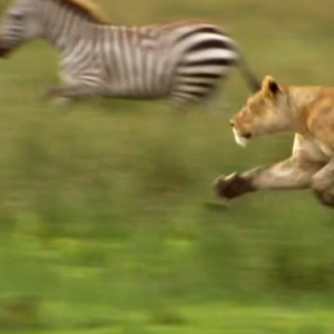 Planeta Humano (6-8): Praderas