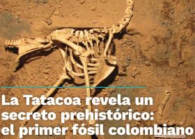 La Tatacoa revela un secreto prehistórico: el primer fósil colombiano del «ave del terror»