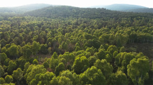 La formación de la Tierra [V3getación] cap 4-5